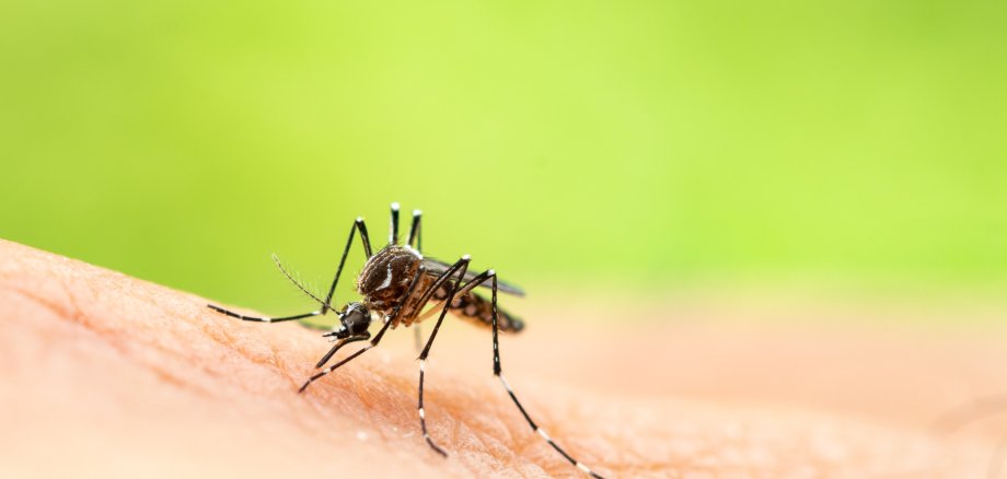 Aedes aegypti or yellow fever mosquito sucking blood on skin,Mac