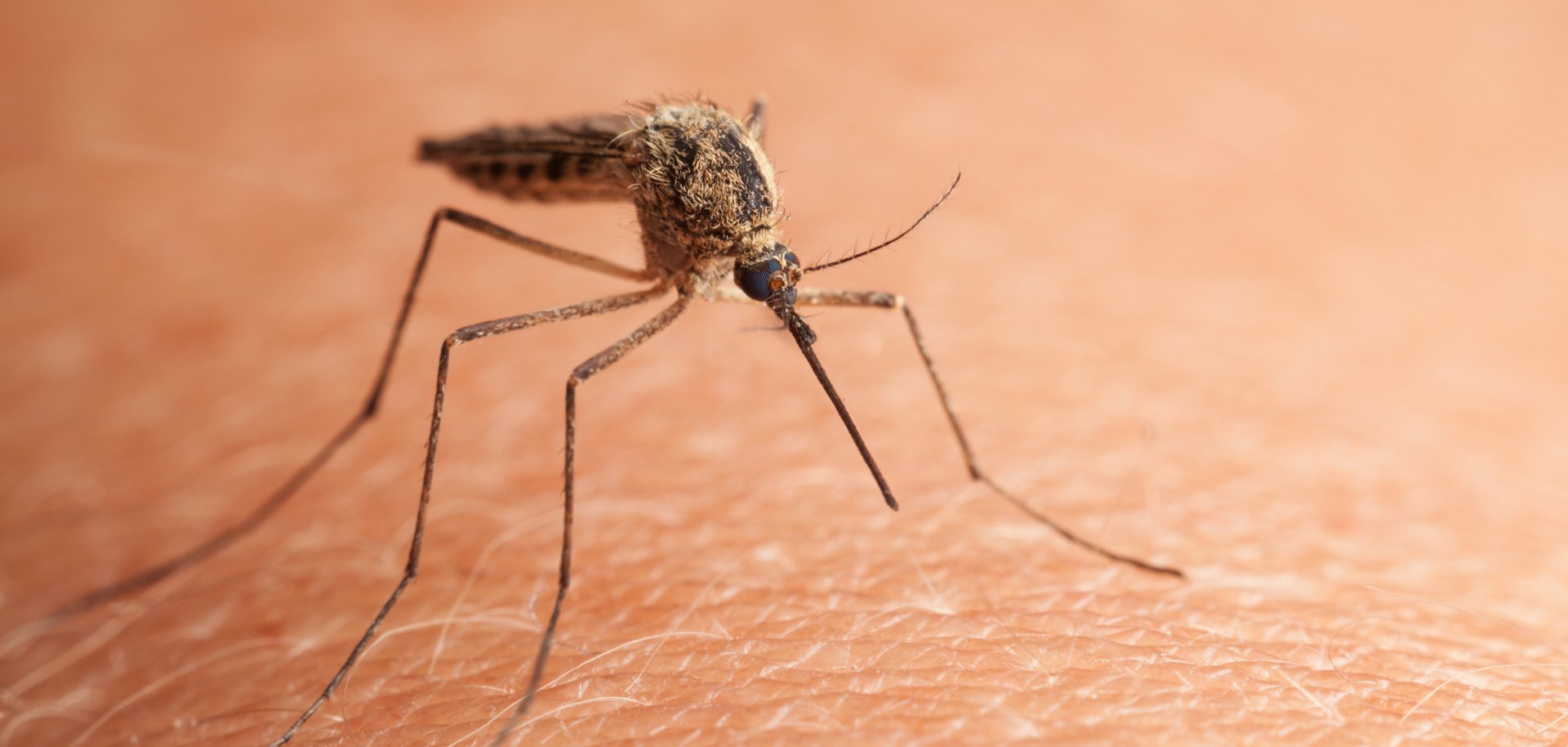 Aufnahme einer nördlichen Schnake, die auf der menschlichen Haut sitzt