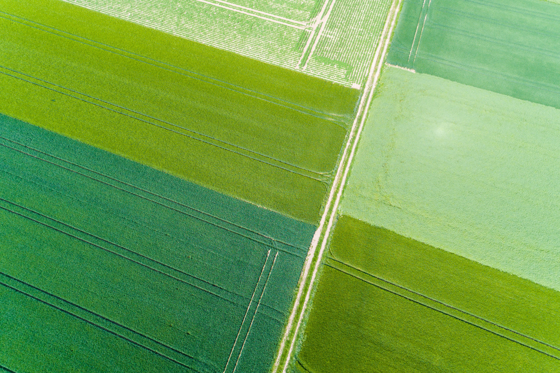 Das Bild zeigt eine Luftaufnahme von rechteckigen Feldern in verschiedenen Grüntönen. Manche Flächen haben parallele Linien von Maschinen. In der Mitte verläuft ein heller Weg, der die Felder trennt.