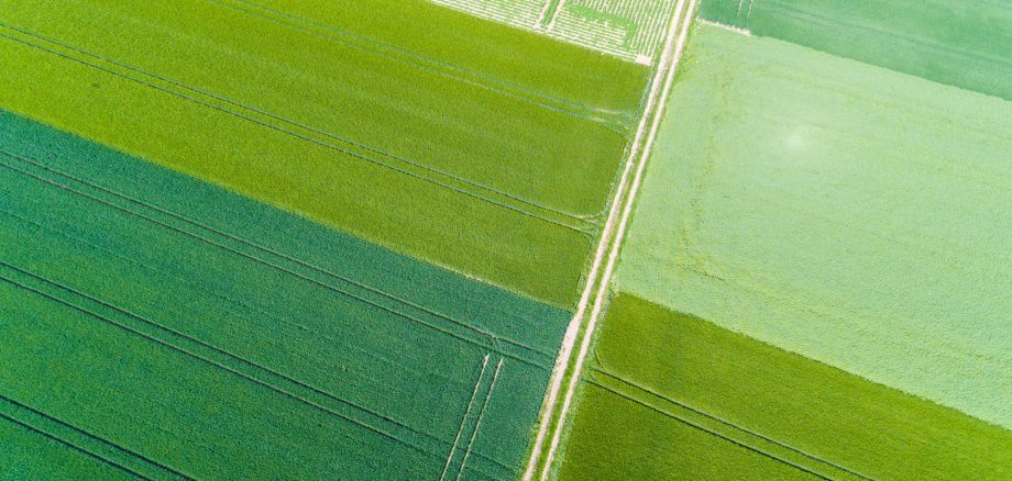 Luftaufnahme von rechteckigen, unterschiedlich grünen Feldern. Ein heller Feldweg verläuft diagonal und teilt die Flächen in klare geometrische Muster.