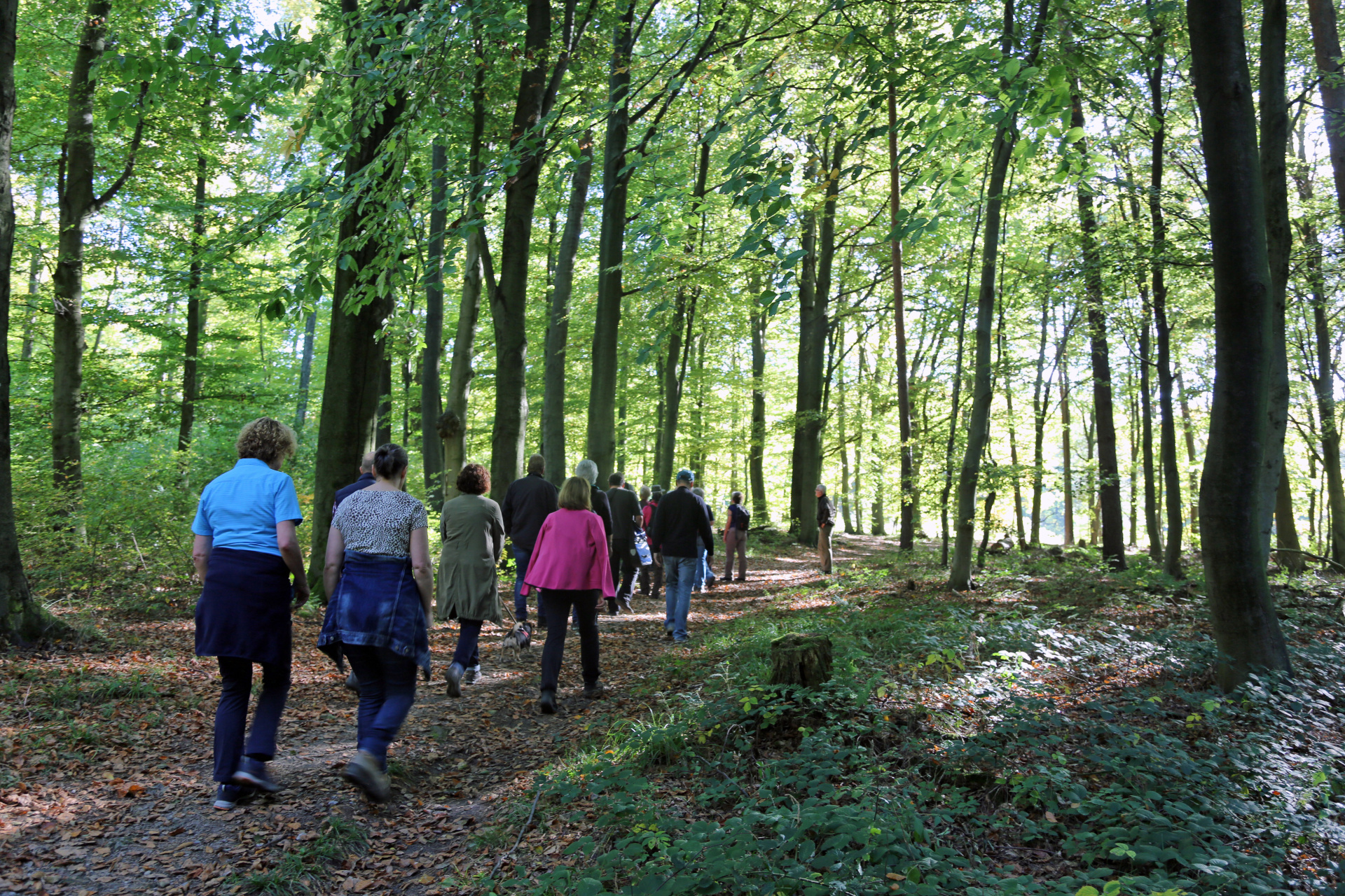 Eine Gruppe von Menschen geht auf einem Waldweg durch einen grünen Wald. Der Weg ist nicht barrierefrei, da er uneben und mit Wurzeln und Laub bedeckt ist.