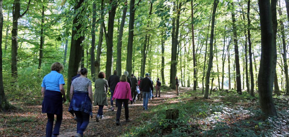 Eine Gruppe von Menschen geht auf einem Waldweg durch einen grünen Wald. Der Weg ist nicht barrierefrei, da er uneben und mit Wurzeln und Laub bedeckt ist.