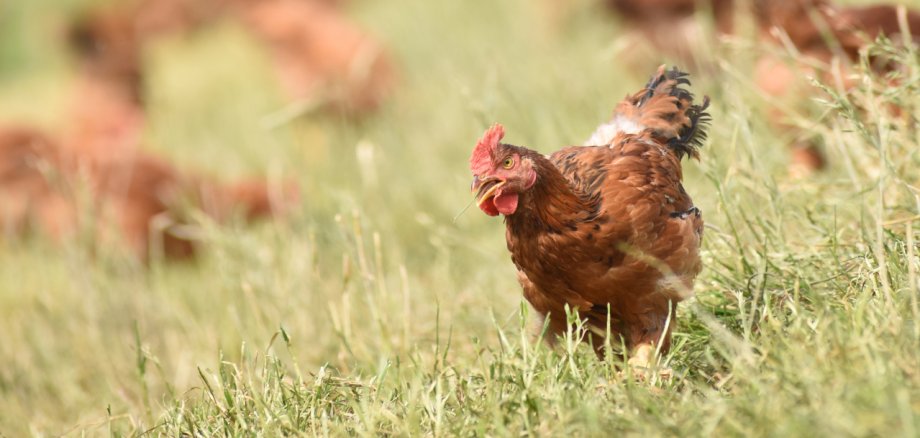 Das Bild zeigt eine braune Henne, die auf einer grünen Wiese steht. Im Hintergrund sind weitere Hühner zu sehen, teils unscharf. Die Szene wirkt sonnig und natürlich, mit Bäumen im Hintergrund.
