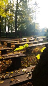 Ein herbstliches Bild der Bänke um den Außealtar in Maria Einsiedel. Überall liegen gelbe und braune Blätter der Linden. Die Sonne strahlt auf Höhe des Pfarrhauses durch die Äste der Bäume. Im Vordergrund ist ein frischer Trieb mit gründem Blatt einer Linde.