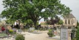 Friedhof Gernsheim mit einigen Gräbern die von einem großen Baum mit runder grüner Krone überschrimt werden.