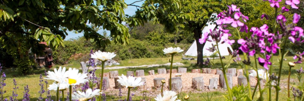 Wildblumen in weiß und lila auf der Obstwiese des Waldkindergartens
