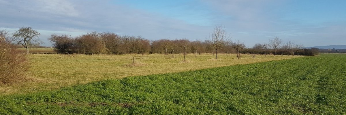 Im vorderen rechten Bereich ein Feld mit niedrigen Grünpflanzen. Im linken und hinteren Bereich ein Grasfläche mit Obstbäumen.