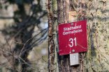 Großaufnahme eines roten Schildchens das an einem Baum angenagelt ist und die Aufschrift Stadtwald Gernsheim mit der Nummer 31 trägt.