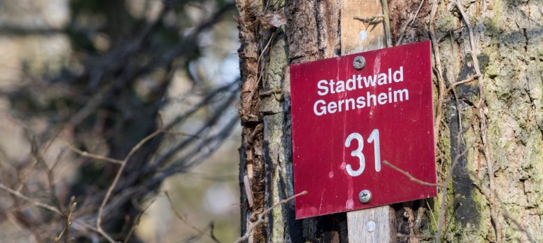 Großaufnahme eines roten Schildchens das an einem Baum angenagelt ist und die Aufschrift Stadtwald Gernsheim mit der Nummer 31 trägt.