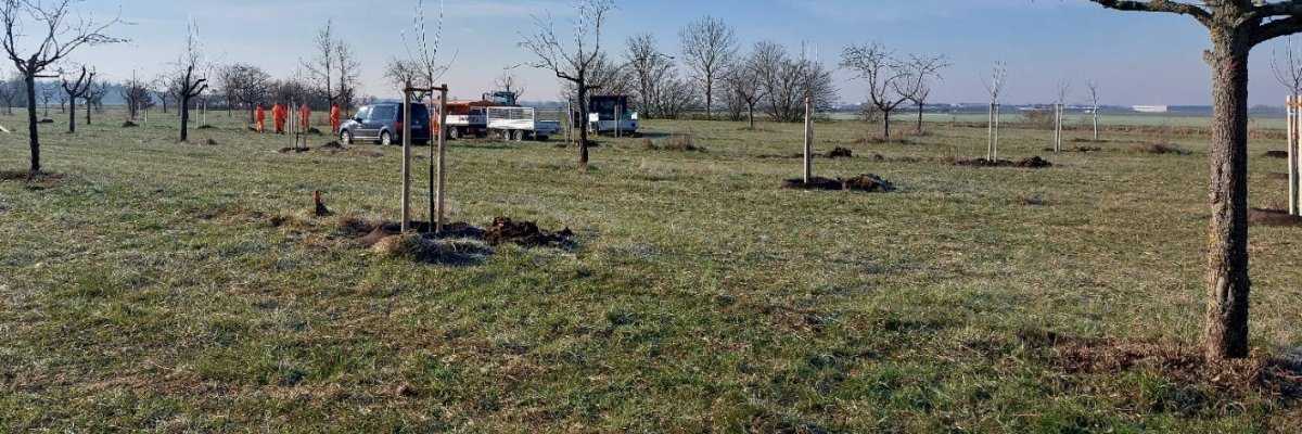 Grasfläche mit Obstbäumen. Im Hintergrund stehen drei Autos mit einem Anhänger. Daneben 5 orange gekleidete Personen.