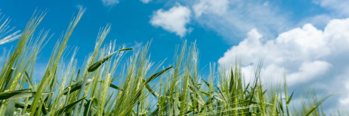 Ein Getreidefeld im Frühling saftig grün darüber blauer Himmel mit watteartigen Wolken