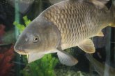 EIne Großaufnahme eines kleine Karpfens in einem Aquarium