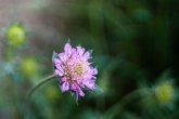 Ein kleines zartlila Blümchen auf Waldboden in Großaufnahme mit zarten Blütenblättern vor dunklem Hintergrund