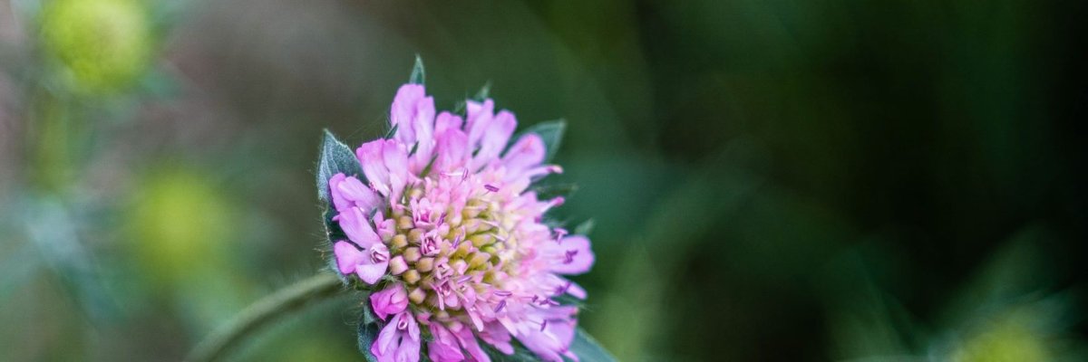 Ein kleines zartlila Blümchen auf Waldboden in Großaufnahme mit zarten Blütenblättern vor dunklem Hintergrund
