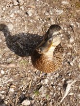 Eine braune Ente, ie frech zum Fototgrafen hinauf schaut