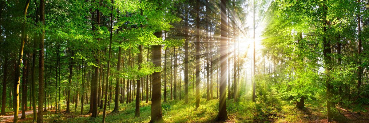 Sonnenstrahlen, die durch grünes Laub auf einer Waldlichtung scheinen.  