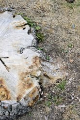 Halbseitiges Motiv eines Baumstumpfs eines großen Baums mit eingesägtem Kreuz. In der Mitte rechte Bildhälfte Erde und trockenes Gras.