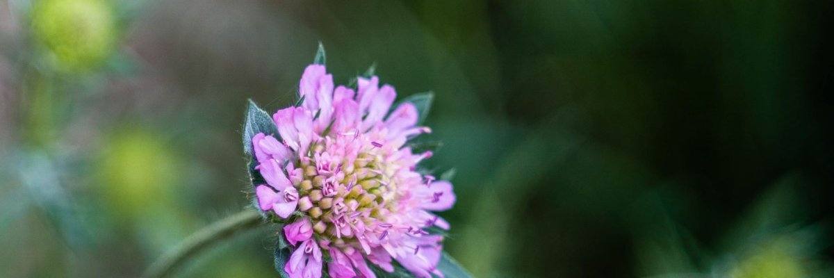 Ein kleines zartlilanes Blümchen auf Waldboden in Großaufnahme mit zarten Blütenblättern vor dunklem Hintergrund.