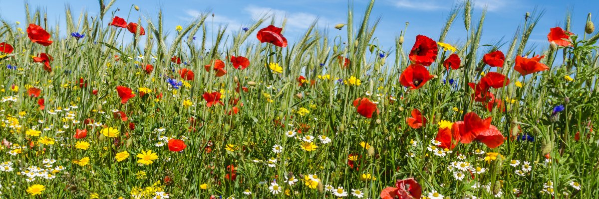 Grüne Wiese mit rot, weiß und gelb blühenden Blumen und blauem Himmel.