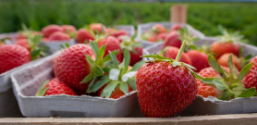Im Vordergrund des Bildes sind Pappschalen mit frischen Erdbeeren. Im Hintergrund sieht man die grünen Erdbeerfelder.