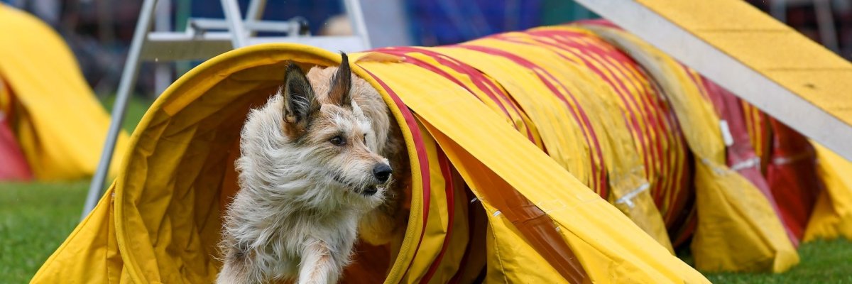 Ein Agility Platz für Hunde links im Hauptmotiv ist ein gelber Kriechtunnel aus dem ein langhaariger beiger Hund geflitzt kommt und nach rechts schaut.