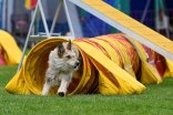 Ein Agility Platz für Hunde links im Hauptmotiv ist ein gelber Kriechtunnel aus dem ein langhaariger beiger Hund geflitzt kommt und nach rechts schaut.