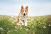 Bordercollie rennt über eine Blumenwiese