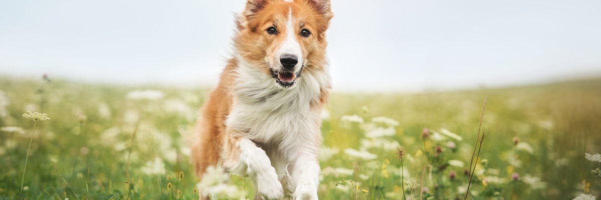 Bordercollie rennt über eine Blumenwiese Bordercollie rennt über eine Blumenwiese