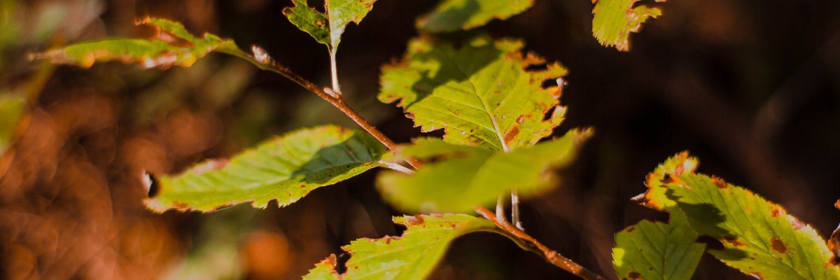 Grüne Blätter sind im Vordergrund von Herbstlicht beschienen. Im Hintergrund brauner Waldboden.