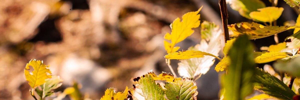 Grüne Blätter sind im Vordergrund von Herbstlicht beschienen. Im Hintergrund brauner Waldboden