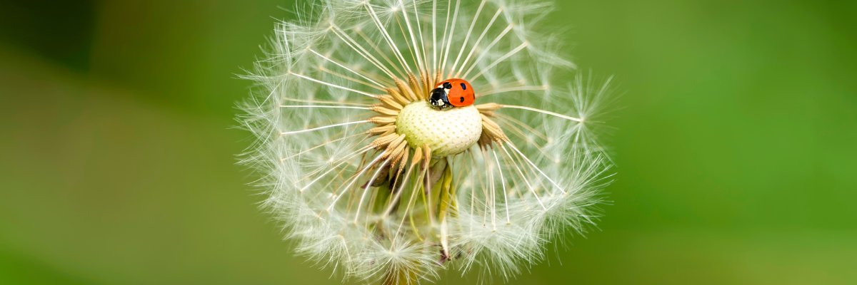 Ein Marienkäfer sitzt auf einer Pusteblume. Im Hintergrund sind unscharf grüne Blätter.