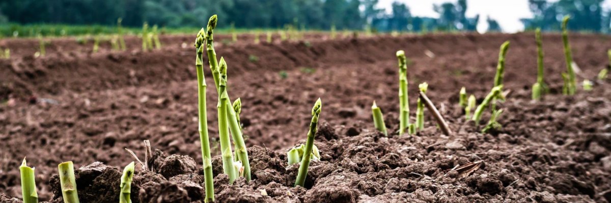 EIn Spargelfeld aus dem gerade grüne Spargel sprießen.