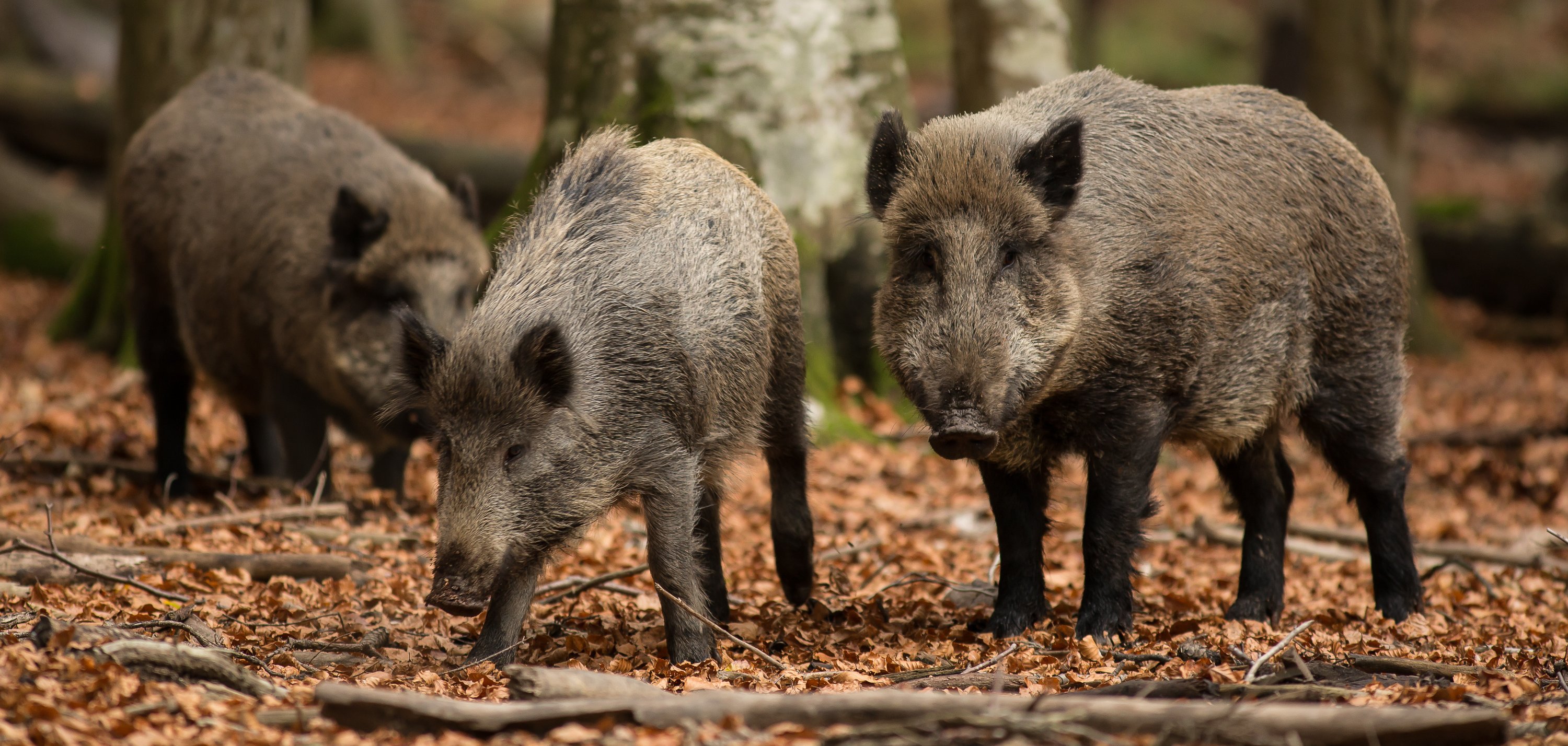 Drei Wildschweine im herbstlichen Wald