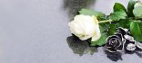 Grave with rose, Allerheiligen, Allerseelen, Grab, Rose, Panorama, Banner, header, headline, Textraum, copy space Auf einer glänzend spiegelnden Grabplatte liegt eine weiße Rose neben einer auf der Grabplatte angebrachten Rose aus Metall.