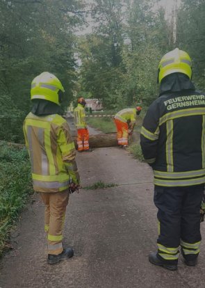 Umgestürzter Baum im Wald blockiert einen Wanderweg und wird mittels Kettensäge entfernt.