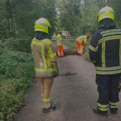 Umgestürzter Baum im Wald blockiert einen Wanderweg und wird mittels Kettensäge entfernt.