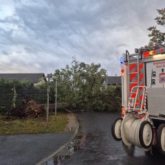 Umgestürzter Baum, der die Straße blockiert.