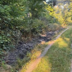 Kleiner Waldbrand - die Fläche wurde durch uns bereits ausreichend bewässert.