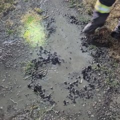 Ein unbeaufsichtigtes Lagerfeuer im Rheinpark wurde von uns abgelöscht, damit keine Gefahr mehr davon ausgehen konnte.